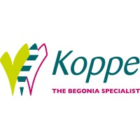 Koppe Begonia